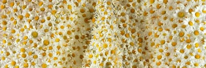t_ppina's profile banner image