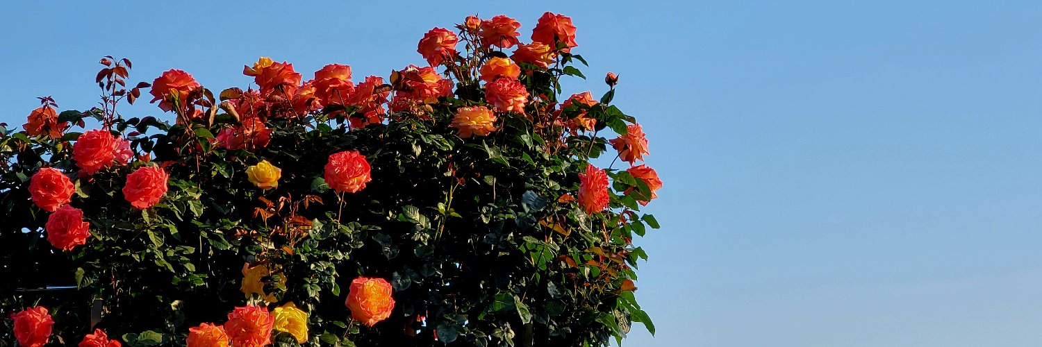 lady_ykd's profile banner image