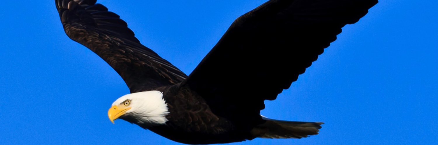 Ferdi Mongo 🇺🇸 banner