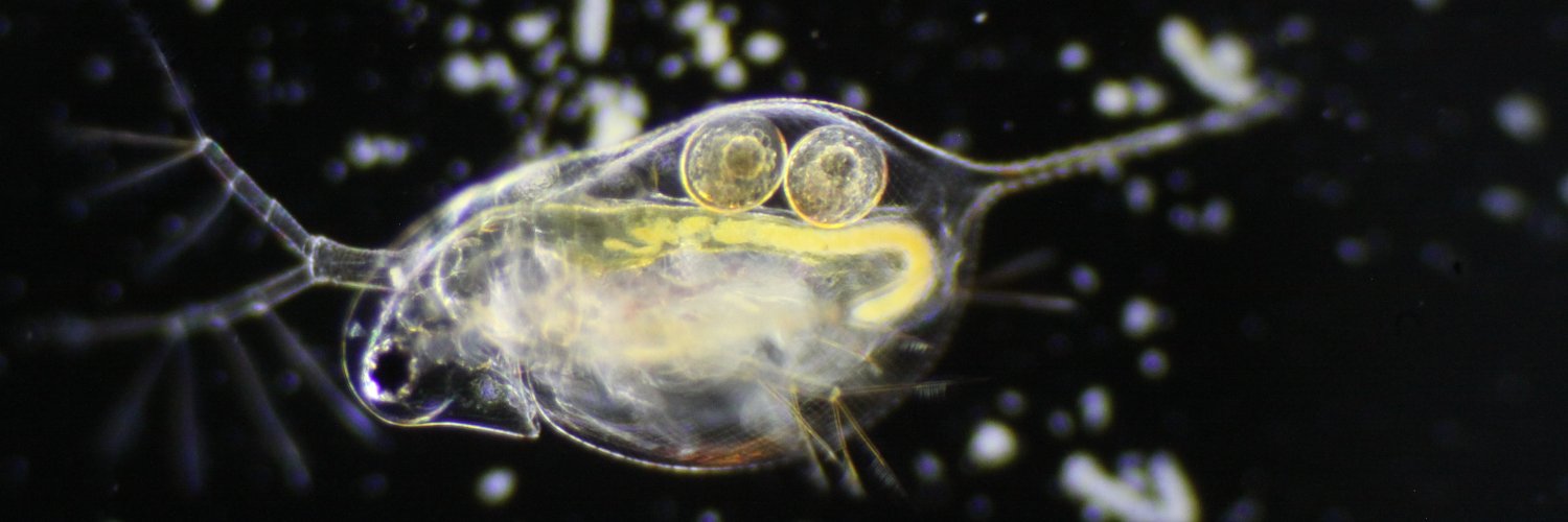 Dr Anna Freeman banner