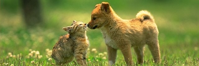 Agrofauna2's profile banner image