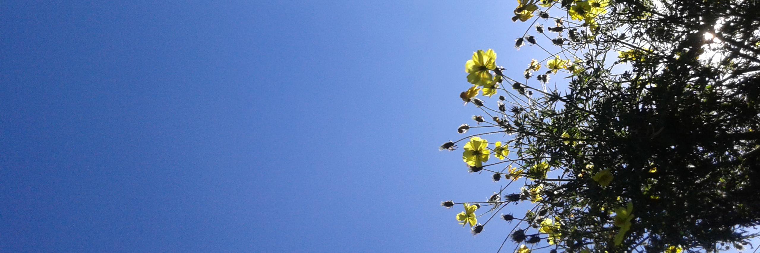 dheaumaya's profile banner image