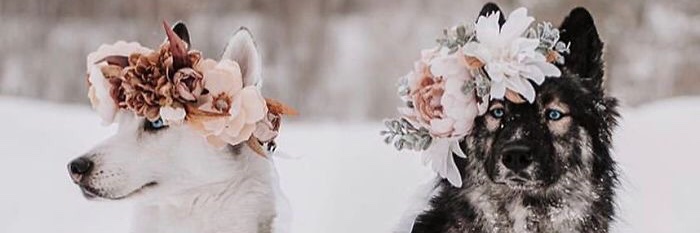 vadianchek's profile banner image