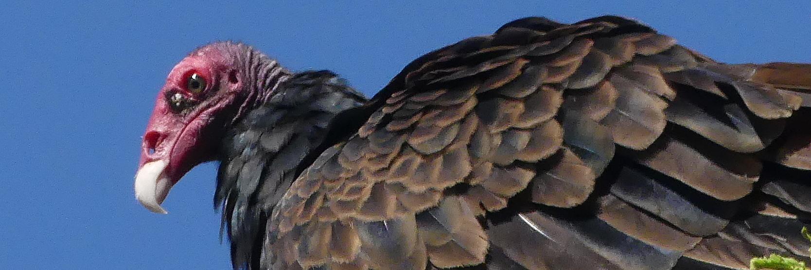 Bradley J. Fikes 🦔 banner