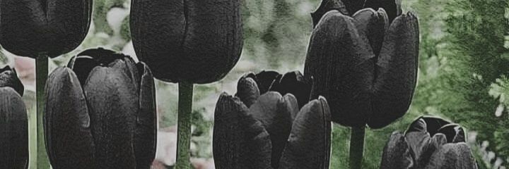lalaizzaa's profile banner image