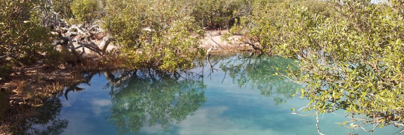 Pierre Horwitz banner