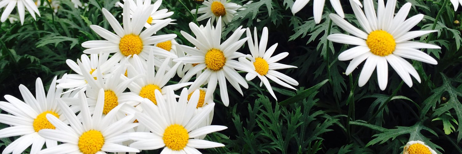bloomandbeau's profile banner image