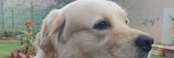 Saggu_91's profile banner image