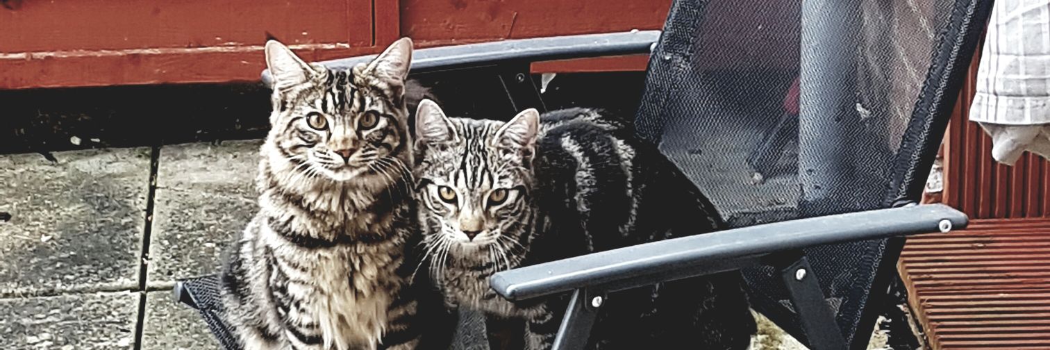 TrickiG's profile banner image