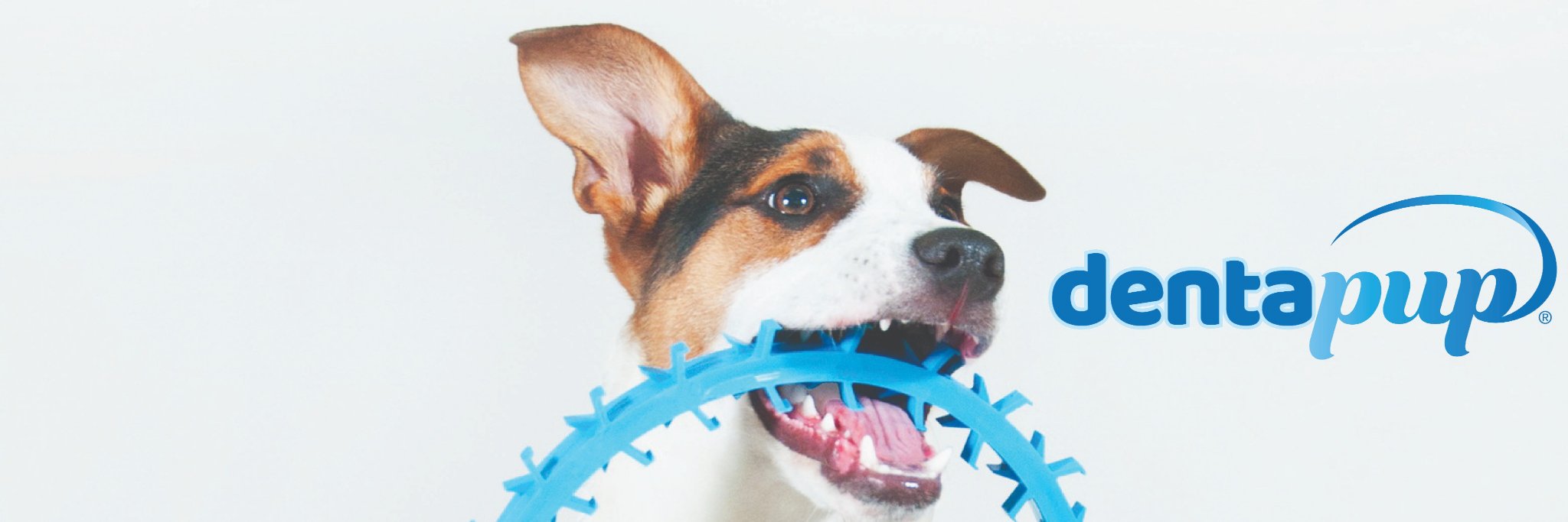 dentapup's profile banner image