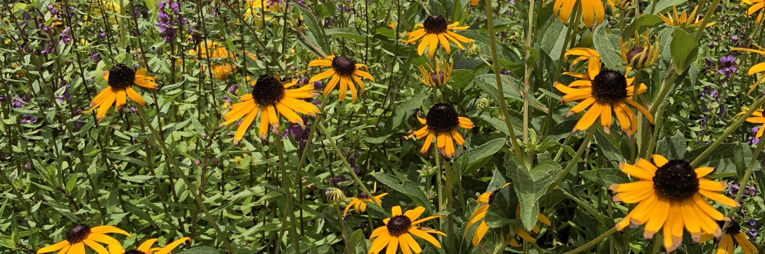 Melissa Walker banner