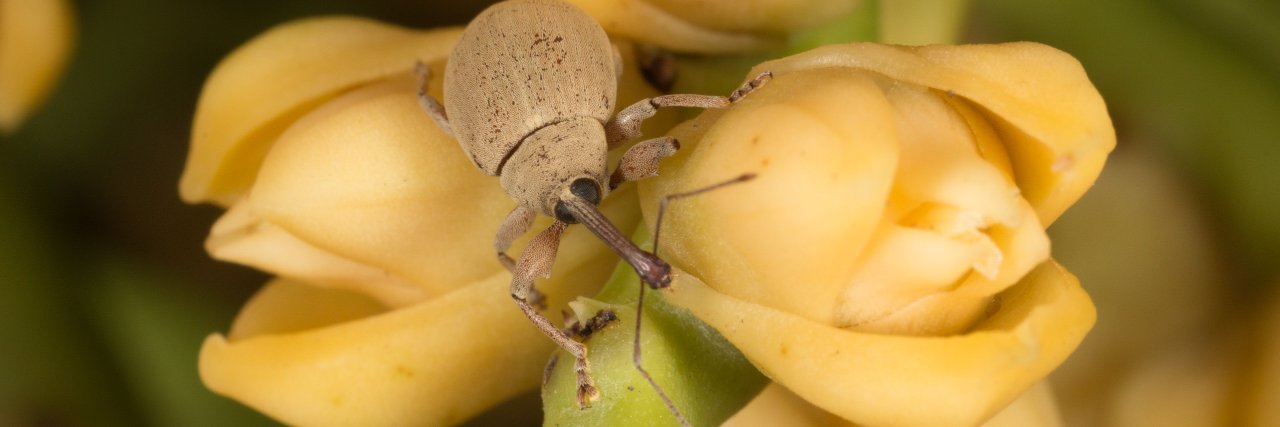 Bruno de Medeiros banner