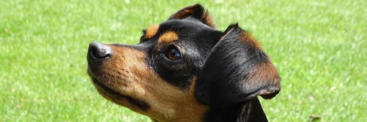 Kuzcopia's profile banner image
