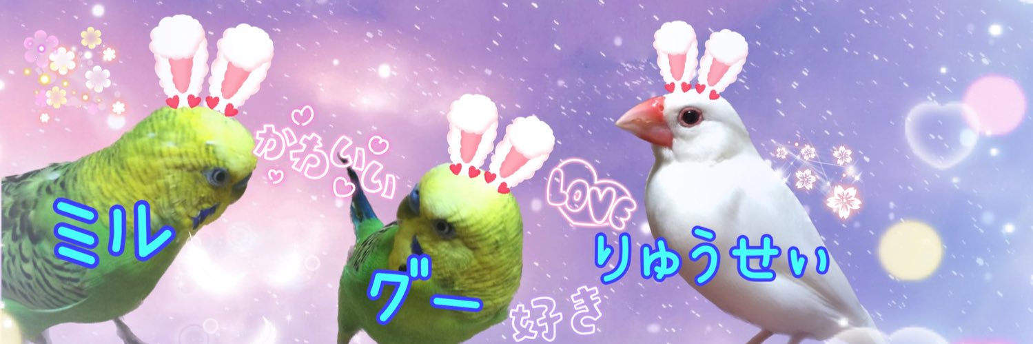 友と文鳥ｽﾞ°ʚ(•ө•)ɞ° banner