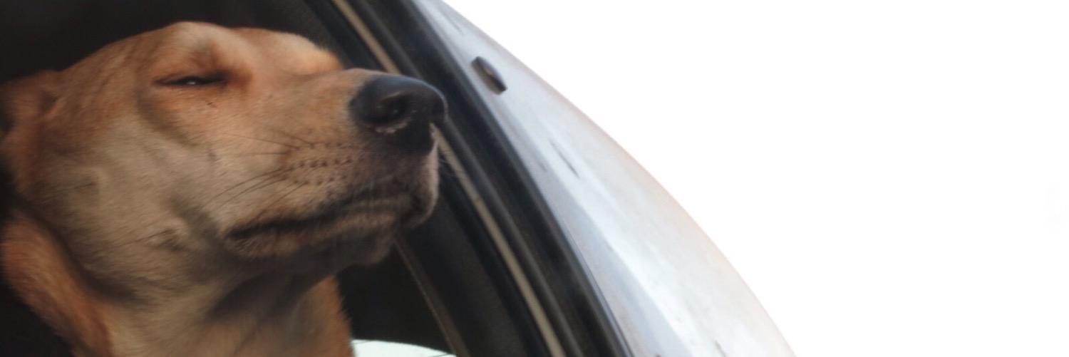 pajaritos's profile banner image