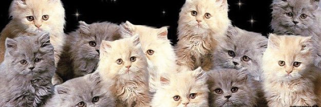 freyaholly's profile banner image