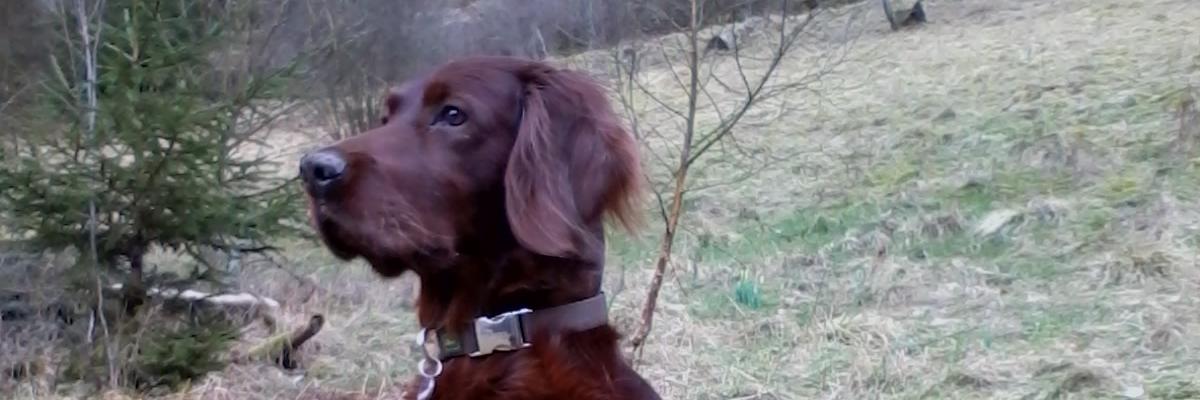DoginHood's profile banner image