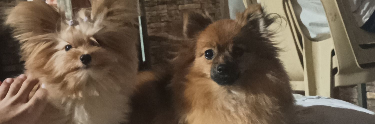 patricklaoo's profile banner image