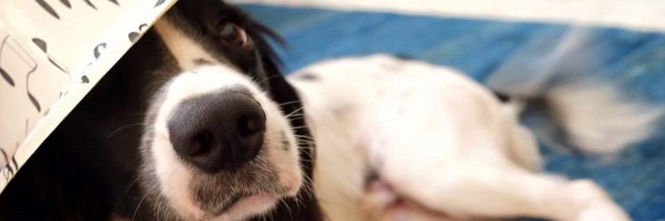 Where's Rafiki? banner