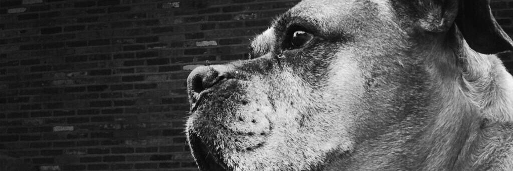 alanajchinn's profile banner image