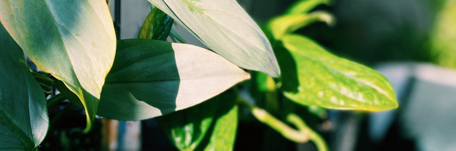 ffannyeklund's profile banner image