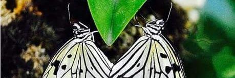 Reemharmoush's profile banner image