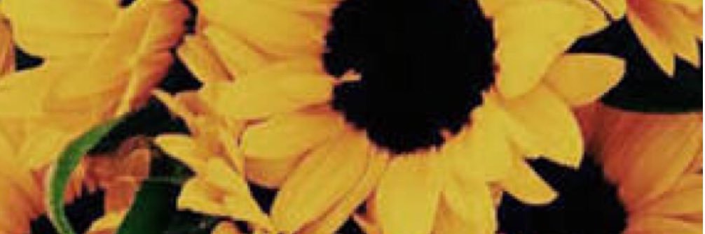 reginaruzl's profile banner image