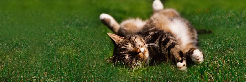 Cats Protection EE banner