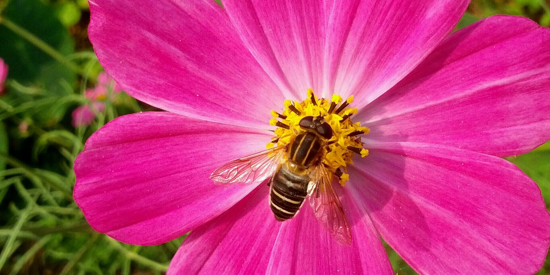 Insectfarm's profile banner image