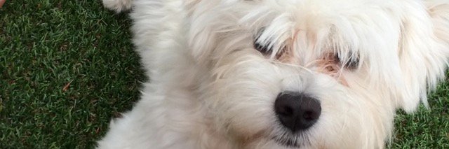 DanielleGazendm's profile banner image