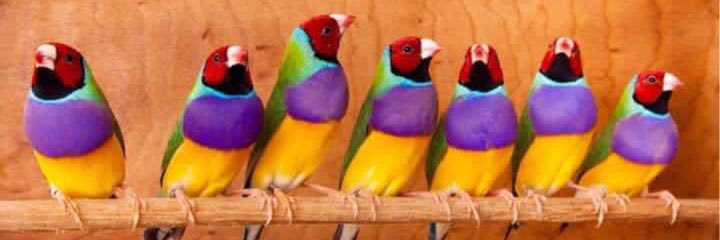 cpbirds's profile banner image
