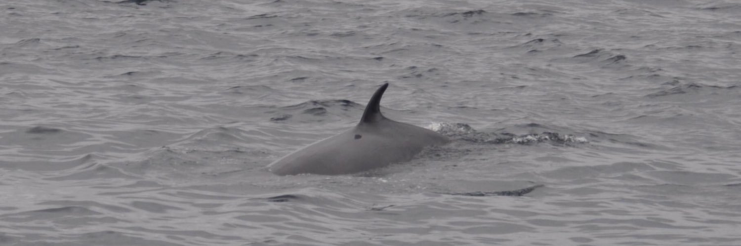 Sam Tedcastle banner