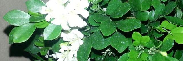 jenniffer0606's profile banner image