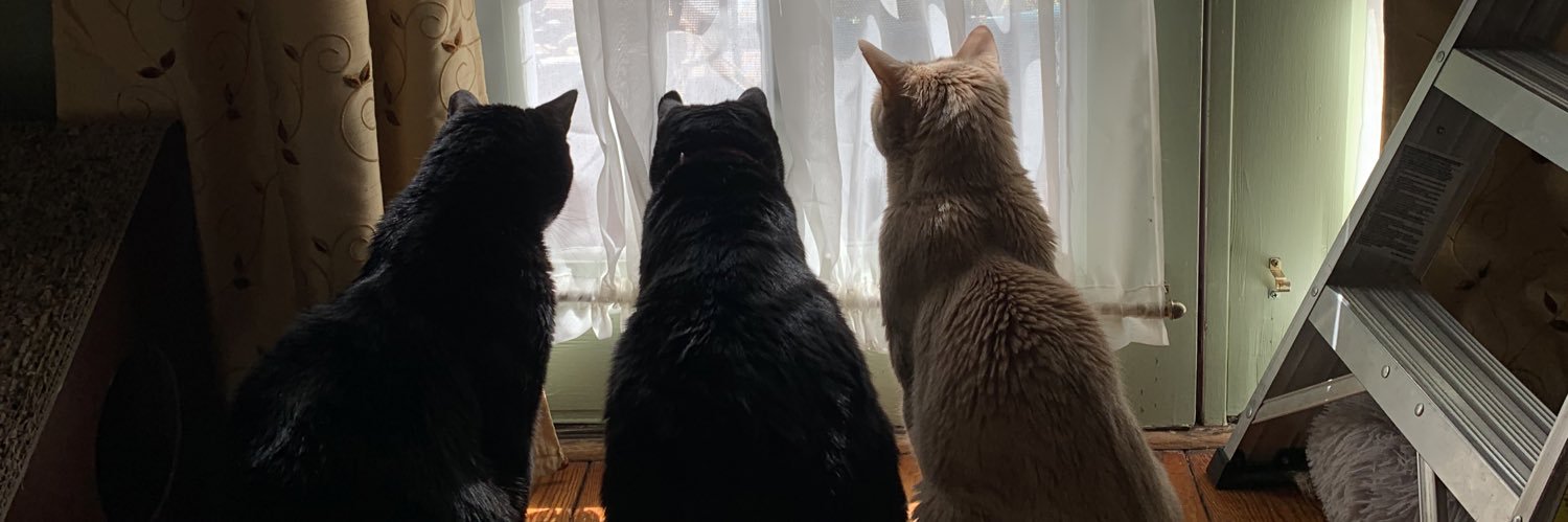 bower_cats's profile banner image