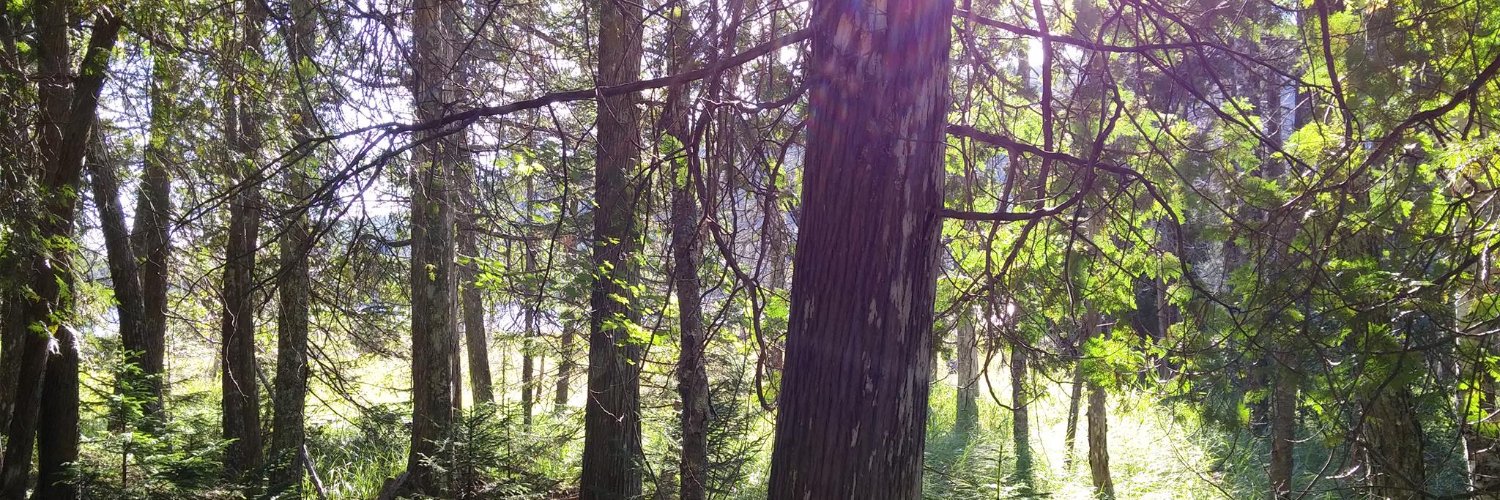 McGillBrett's profile banner image