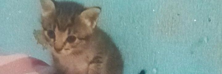 Isahaellen's profile banner image