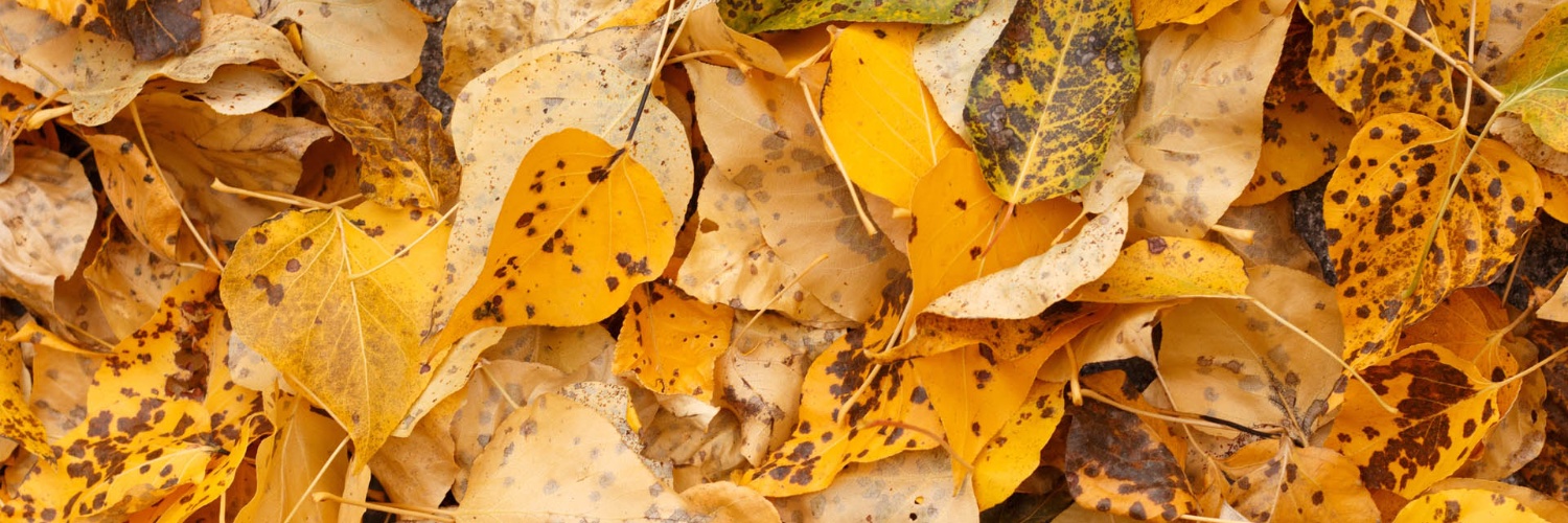 Grupo Energético banner