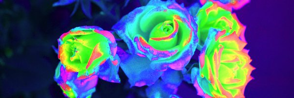 LilyRoseDoodle Profile Banner
