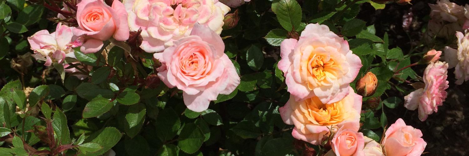 mariate55's profile banner image