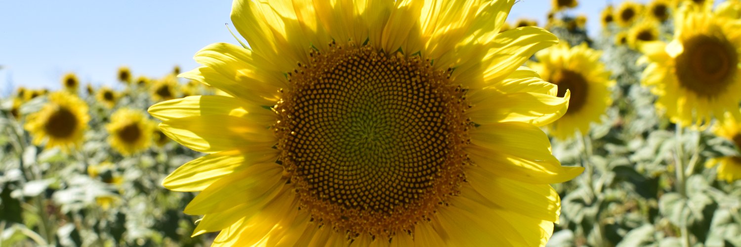 Sandra__SL's profile banner image