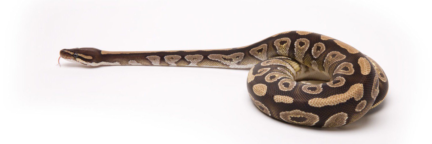 constrictorlab5's profile banner image