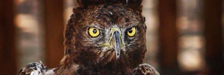 EncountersEagle's profile banner image