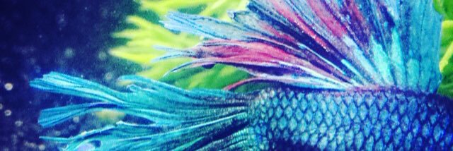 osullifun's profile banner image