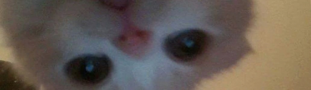 WaleedX2001's profile banner image
