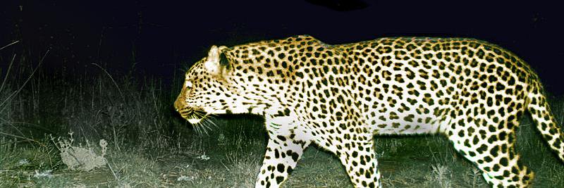 sam_chev's profile banner image