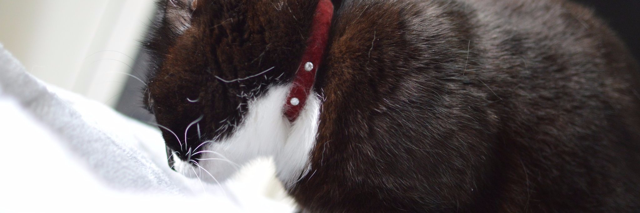 Jay Cobalt ♪ banner