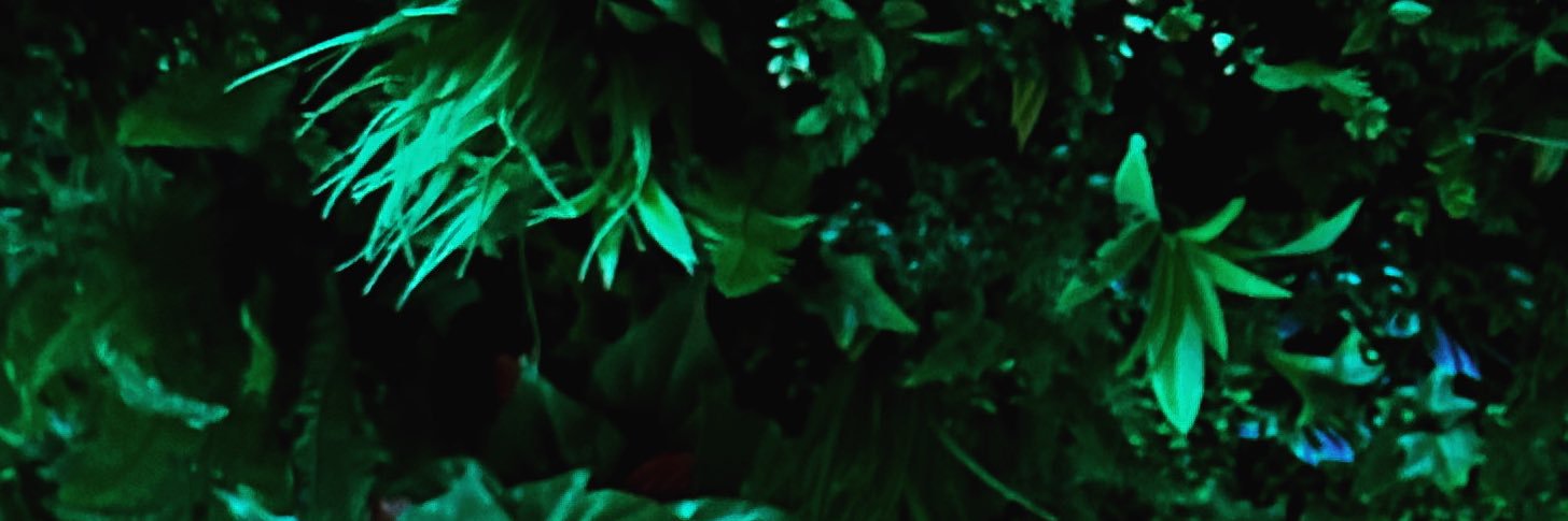 Coco 👹 banner