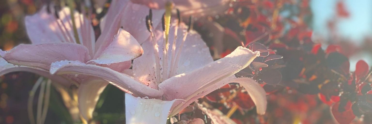 Ag_Sirens's profile banner image