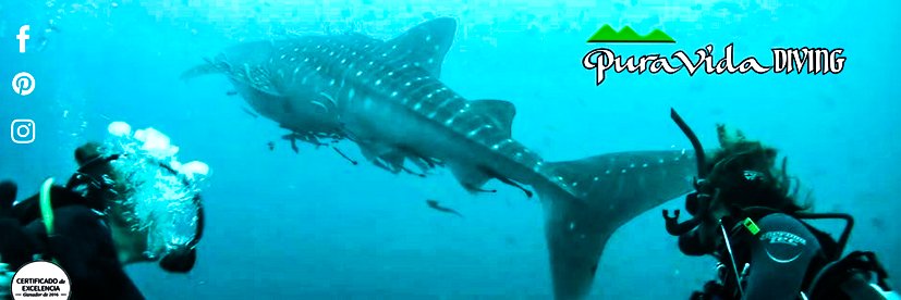 puravidadiving's profile banner image