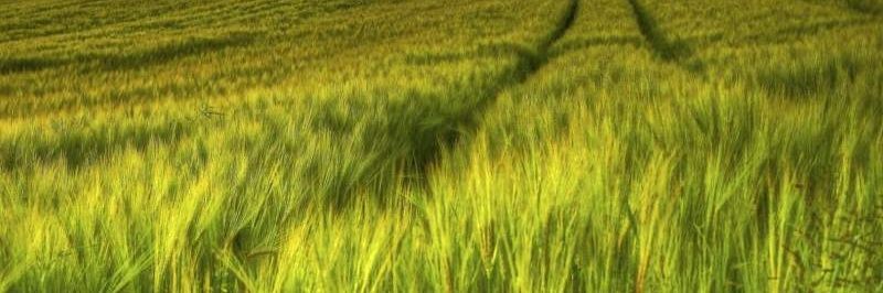 علفزار banner